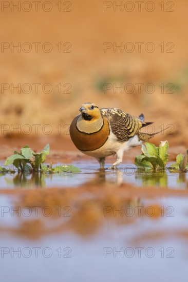 Pin-tailed Sandgrouse (Pterocles alchata) on a farmers field at a water pool, Belchite, Aragon,