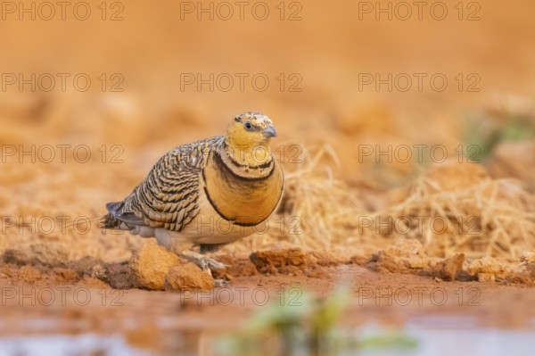 Pin-tailed Sandgrouse (Pterocles alchata) on a farmers field at a water pool, Belchite, Aragon,