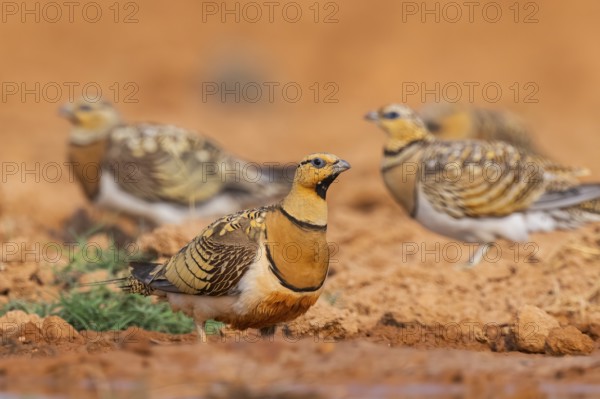 Pin-tailed Sandgrouse (Pterocles alchata) on a farmers field at a water pool, Belchite, Aragon,