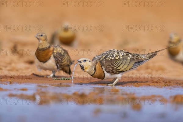 Pin-tailed Sandgrouse (Pterocles alchata) on a farmers field drinking at a water pool, Belchite,