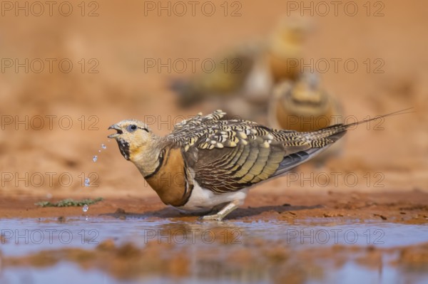 Pin-tailed Sandgrouse (Pterocles alchata) on a farmers field drinking at a water pool, Belchite,