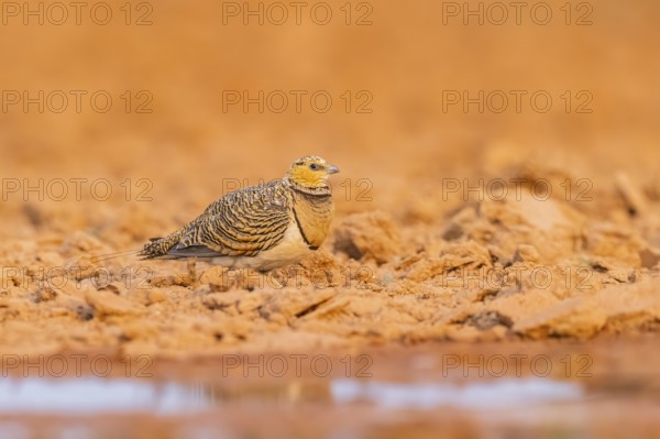 Pin-tailed Sandgrouse (Pterocles alchata) on a farmers field at a water pool, Belchite, Aragon,