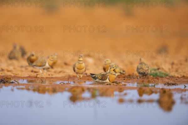 Pin-tailed Sandgrouse (Pterocles alchata) on a farmers field at a water pool, Belchite, Aragon,