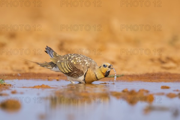 Pin-tailed Sandgrouse (Pterocles alchata) on a farmers field drinking at a water pool, Belchite,