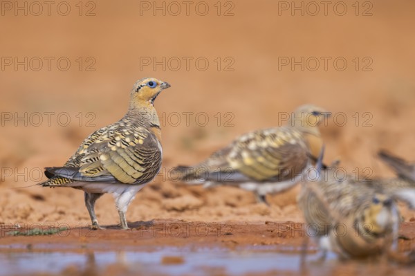 Pin-tailed Sandgrouse (Pterocles alchata) on a farmers field at a water pool, Belchite, Aragon,