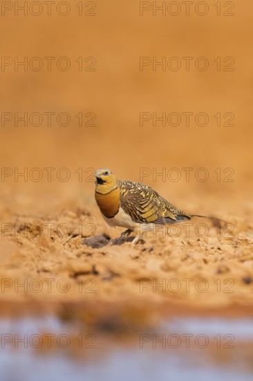 Pin-tailed Sandgrouse (Pterocles alchata) on a farmers field at a water pool, Belchite, Aragon,