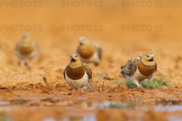 Pin-tailed Sandgrouse (Pterocles alchata) on a farmers field at a water pool, Belchite, Aragon,