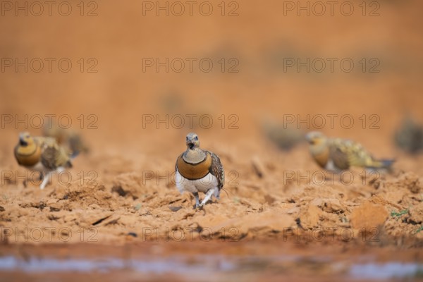 Pin-tailed Sandgrouse (Pterocles alchata) on a farmers field at a water pool, Belchite, Aragon,