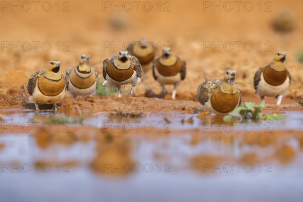 Pin-tailed Sandgrouse (Pterocles alchata) on a farmers field at a water pool, Belchite, Aragon,
