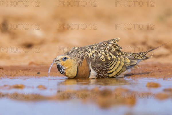 Pin-tailed Sandgrouse (Pterocles alchata) on a farmers field drinking at a water pool, Belchite,