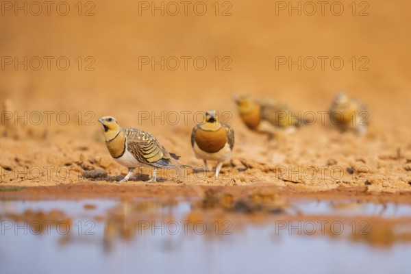 Pin-tailed Sandgrouse (Pterocles alchata) on a farmers field at a water pool, Belchite, Aragon,