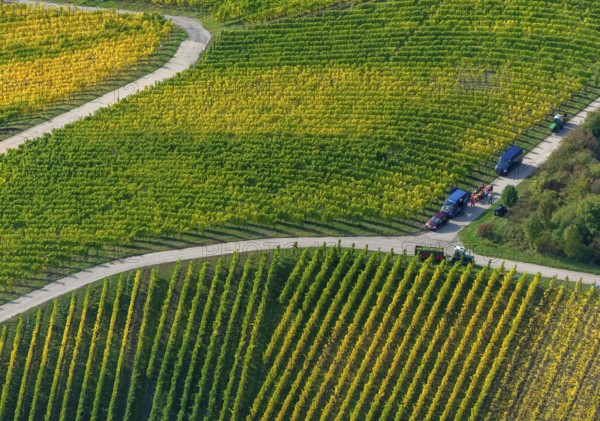 Aerial photo, wine-growing region Moselle Luxembourg, vineyards, Wellenstein, Saarland,