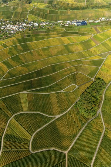 Aerial photo, wine-growing region Moselle Luxembourg, vineyards, Wellenstein, Saarland,