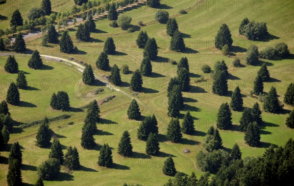 Aerial photograph, Schwarzenborn camp, tree meadow, Schwarzenborn, Hesse, Germany, Europe Aerial