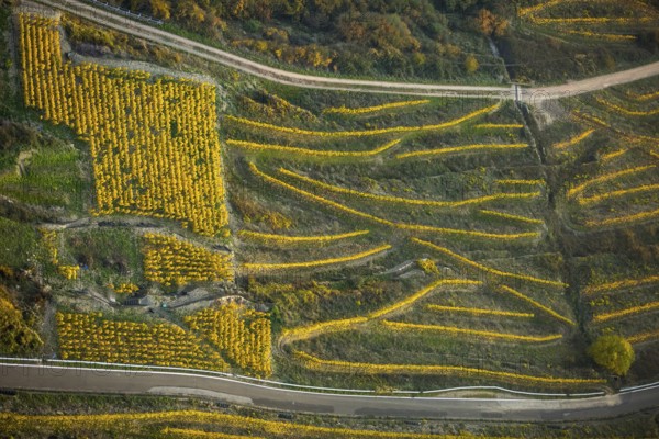 Serpentine roads in the vineyards of Oberwesel near Loreley, Rhine valley, Rhine wine, colourful