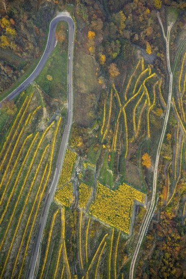 Serpentine roads in the vineyards of Oberwesel near Loreley, Rhine valley, Rhine wine, colourful