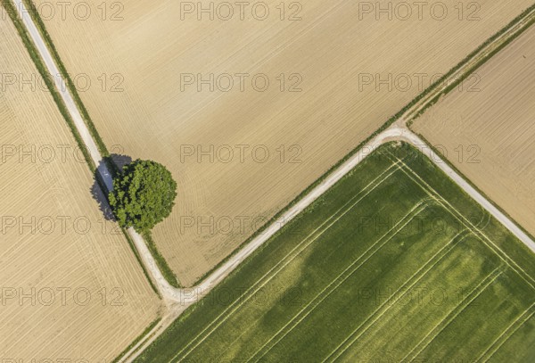 Aerial view of agricultural landscape with a tree at the intersection of two field paths, fields