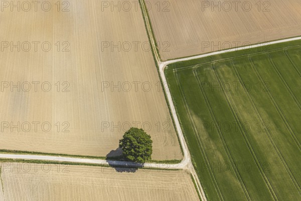 Aerial view, tree in the field, Unterm Trachtenberg, Balve, Sauerland, North Rhine-Westphalia,