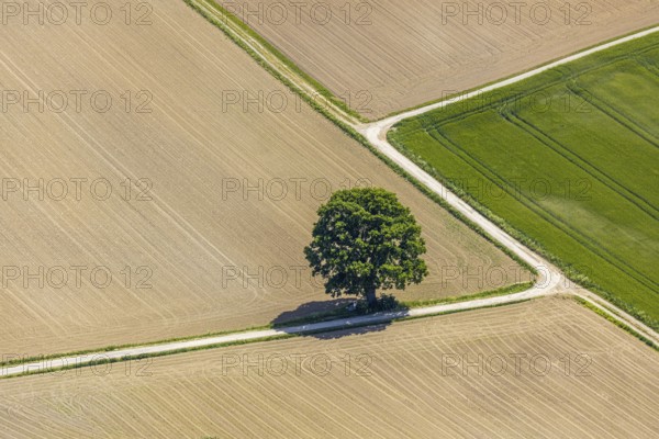 Aerial view, tree in the field, Unterm Trachtenberg, Balve, Sauerland, North Rhine-Westphalia,