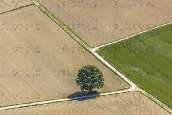 Aerial view, tree in the field, Unterm Trachtenberg, Balve, Sauerland, North Rhine-Westphalia,