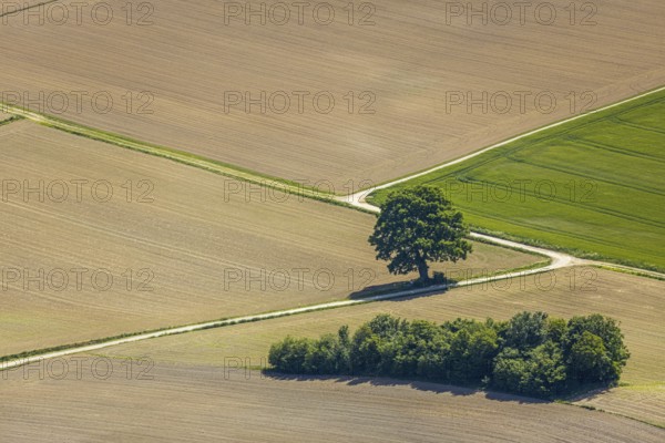Aerial view, tree in the field, Unterm Trachtenberg, Balve, Sauerland, North Rhine-Westphalia,