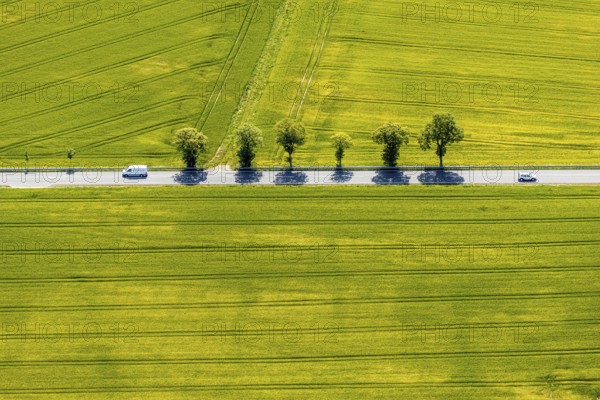 Aerial view, row of trees on country road, federal road 229, Langenholthausen, Balve, Sauerland,