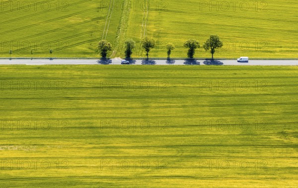 Aerial view, row of trees on country road, federal road 229, Langenholthausen, Balve, Sauerland,