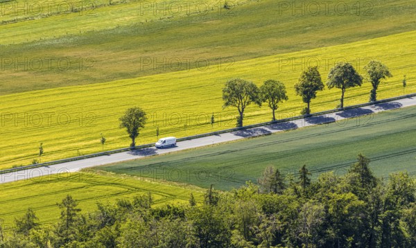 Aerial view, row of trees on country road, federal road 229, Langenholthausen, Balve, Sauerland,