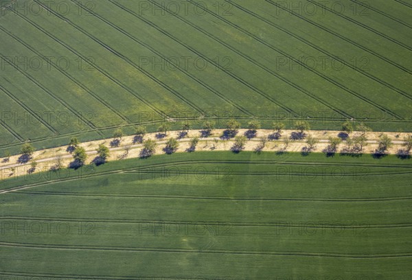 Aerial view, row of trees in the field at Leither Bach, Bochum-Wattenscheid, Ruhr area, North
