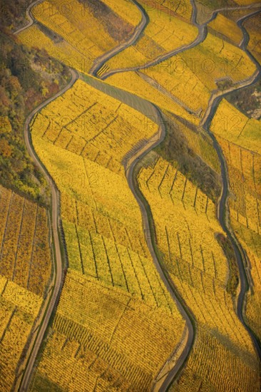 Rhine valley on the left bank of the Rhine with vineyards and autumn leaves, steep vineyards, paths