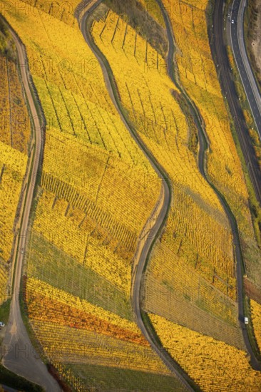 Rhine valley on the left bank of the Rhine with vineyards and autumn leaves, steep vineyards, paths