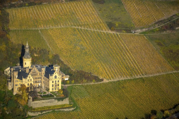 Vineyards in autumn, vine leaves, late harvest, Arensfels Castle, owned by Baron Antonius Geyr von