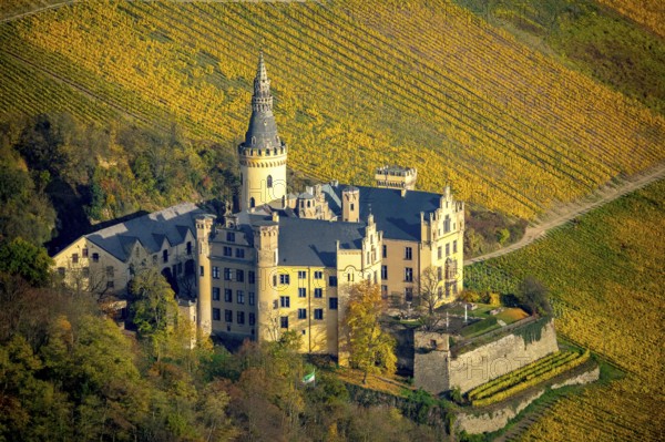 Vineyards in autumn, vine leaves, late harvest, Arensfels Castle, owned by Baron Antonius Geyr von