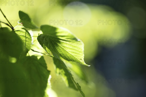 Pale green leaf of a lime tree (Tilia) with light reflections in amospheric sunlight, Cologne,