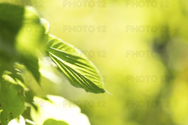 Pale green leaf of a lime tree (Tilia) with light reflections in amospheric sunlight, Cologne,