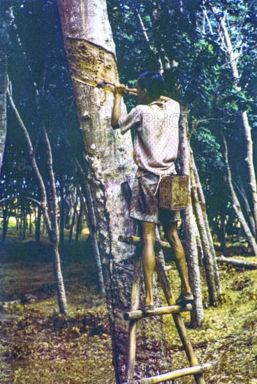 Male rubber tapper cutting tree truck to release flow of latex standing on ladder, Malaya,