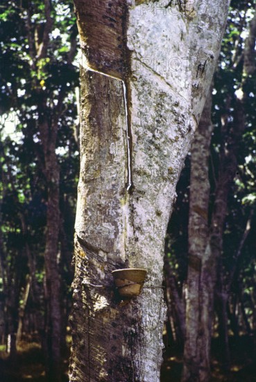 Latex flowing down groove cut into trunk of rubber tree, Malaya, Malaysia, south east Asia 1963