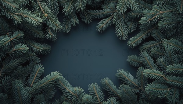 Botanical Trendy Ure With Frame: Dark Moody Fir Tree Overhead In Creative Nature Foliage Layout.