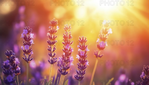 Close-Up Of A Lavender Field Bathed In Sunlight Under An Orange-Gold Sky, With Artistic Sun Rays