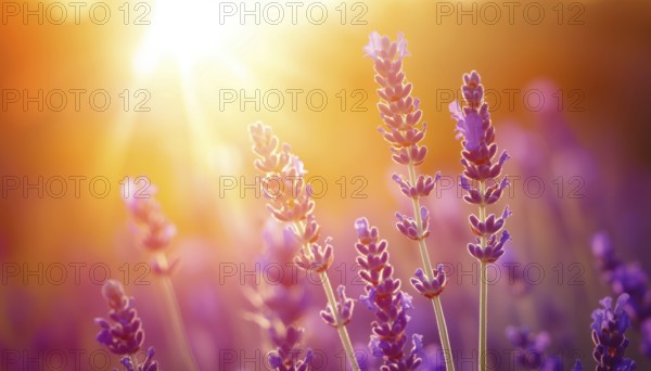 Stunning Close-Up View Of Lavender Field Bathed In Sunlight Under Vibrant Orange Sky - Zen And