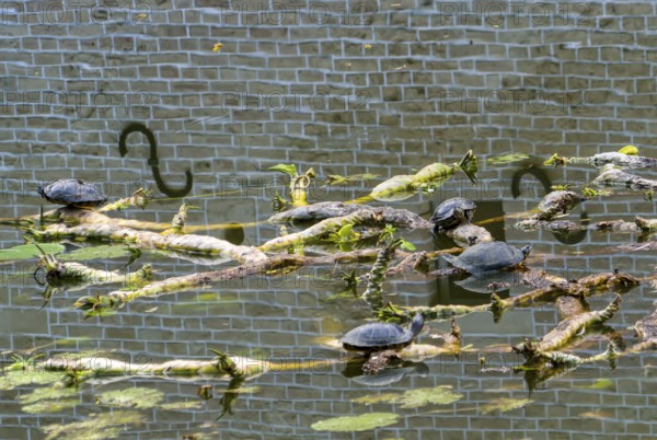 European pond turtle also called European pond terrapin or European pond tortoise, (Emys