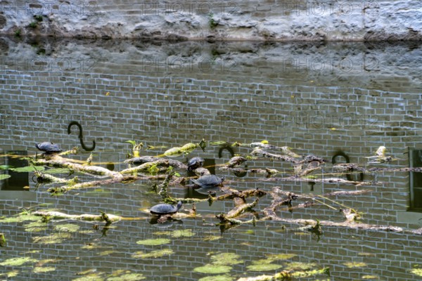 European pond turtle also called European pond terrapin or European pond tortoise, (Emys
