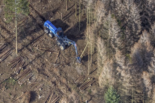 Aerial view, forest damage in forest area with harvester near Hellefeld, Westenfeld, Sundern,