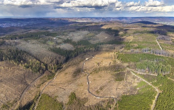 Aerial photo, forest damage in the forest area near Hellefeld, Westenfeld, Sundern, Sauerland,