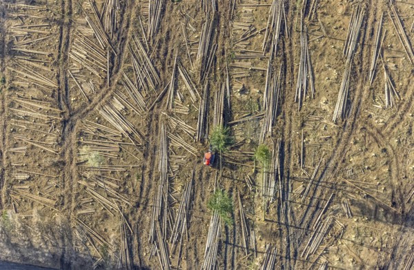 Aerial view, forest damage in forest area with harvester near Hellefeld, Westenfeld, Sundern,