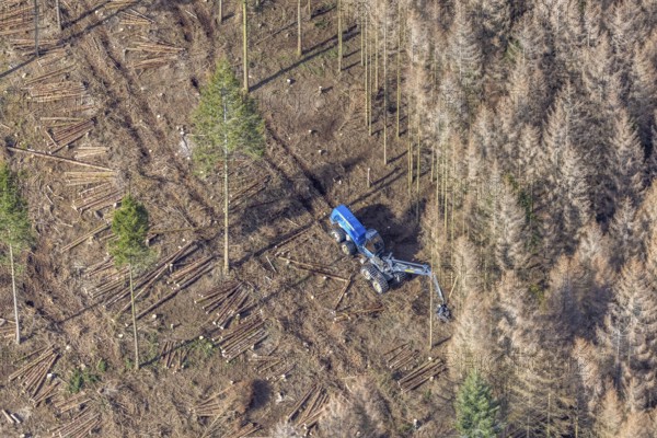 Aerial view, forest damage in forest area with harvester near Hellefeld, Westenfeld, Sundern,