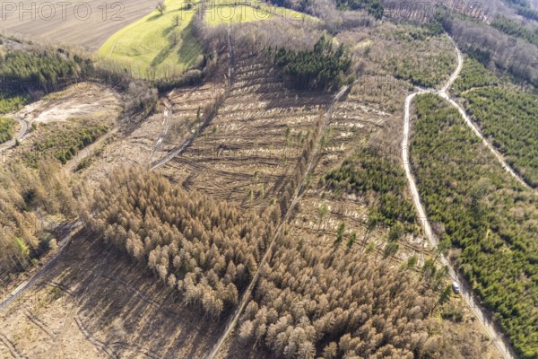 Aerial view, forest damage in forest area with harvester near Hellefeld, Westenfeld, Sundern,