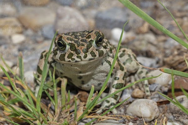 Green toad sitting on stones with green plants looking from the front, Lake Neusiedl, Burgenland,