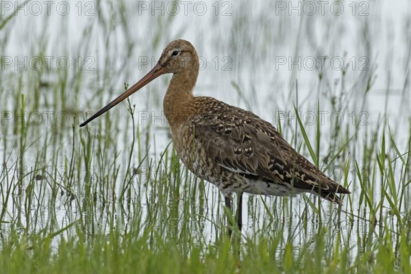 Black-tailed godwit standing at the water's edge with green stalks looking left, Lake Neusiedl,