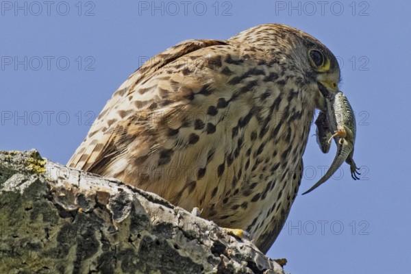 Kestrel female with lizard in beak standing on tree trunk looking right in front of blue sky, Lake